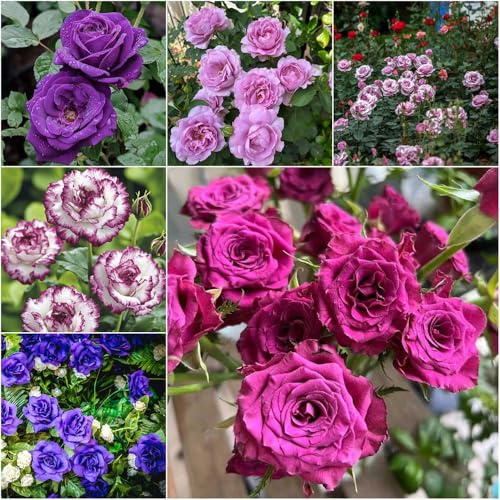 Rosas moradas resistentes - semillas semillas de rosas - raras Rosales trepadores del prado de las mariposas balcón jardín balcón silvestres rosa 160pcs