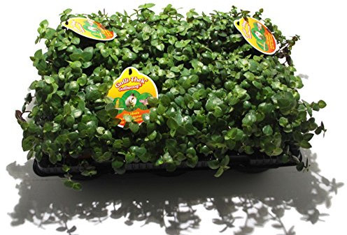 6 x Golliwoog - Futterpflanze für Bartagamen, Vögel , Meerschweinchen, Kaninchen