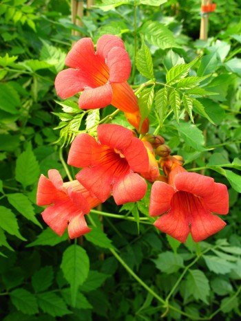 Trompetenblume, Campsis Madame Galen 80 cm hoch im 3 Liter Pflanzcontainer