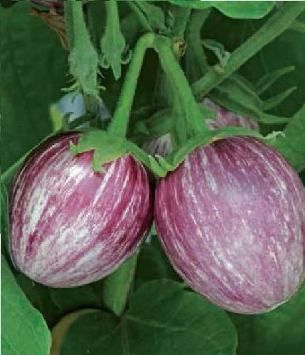 Just Seed - Vegetable - Aubergine - Pinstripe F1-5 Seed