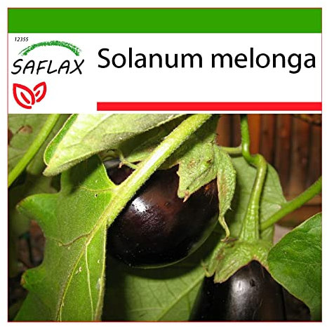 SAFLAX - Melanzana - 20 semi - Con substrato - Solanum melonga