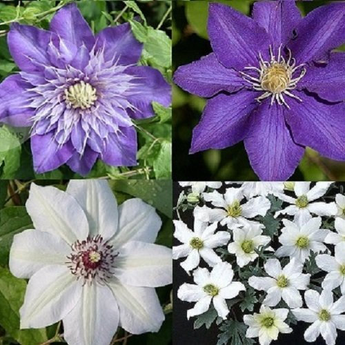 4 Clemátides - Mezcla Azul-Blanco - Compre 4 plantas/Pague 3 - Clemátide Early Sensation (Perenne)/The President/Miss Bateman/Multi Azul - Perenne y Resistente | 4 macetas de 1,5 litros