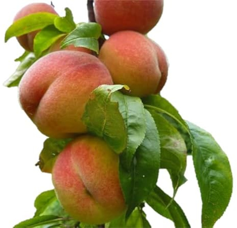Contender Peach Tree - Self Pollinating Live Fruit Plant Shipped 1 to 2 Feet Tall by DAS Farms