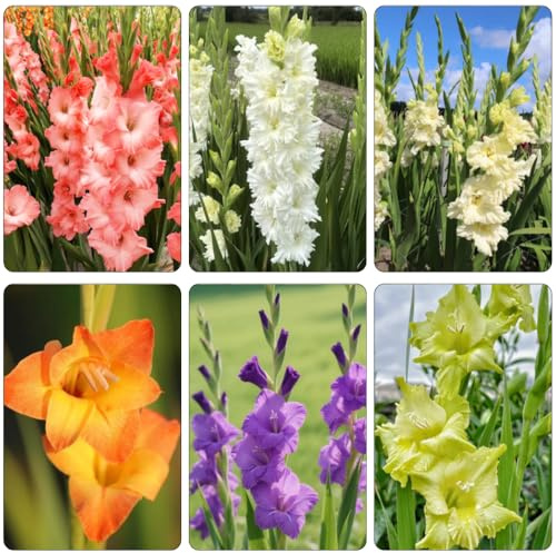bulbi gladioli balcone bonsái resistenti decorazione interni balcone letti elevati letto elevato decorativo 2pcs
