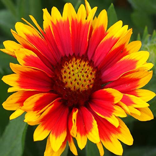 6 x Kokardenblume 'Arizona Sun' - Gaillardia 'Arizona Sun' Topf 9x9cm: Strahlende, orange-roten Blüten, pflegeleicht und anziehend für Schmetterlinge.
