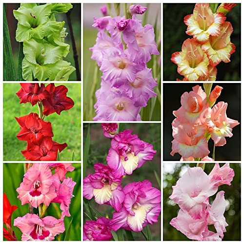 Gladiolenzwiebeln MehrjäHrig Winterhart Blumenzwiebeln Balkon Deko Blumen Exotische Pflanzen Winterharte Gladiolen Gartenblumen Balkonpflanzen KüBelpflanzen 10 Winterharte Gladiolen Zwiebel Mehrfarbig