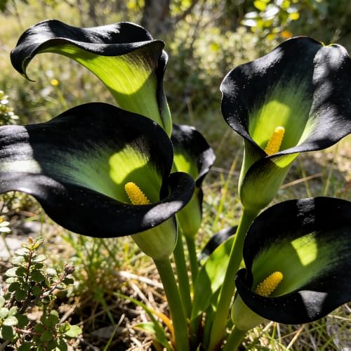 bulbi di calla, serra all'aperto da resistenti, giardino roccioso decorazioni da giardino per esterni interno balcone roccioso arredamento del 6pcs