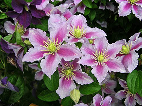 Clematite.net 105959