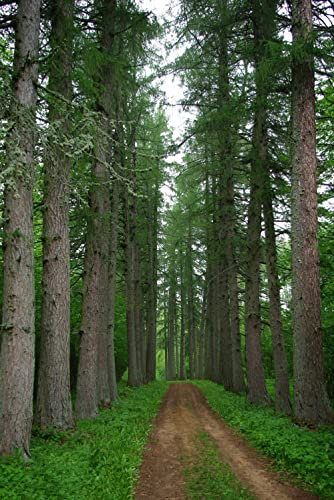 mammutbaum samen winterhart,Sequoia sempervirens,Sequoiadendron giganteum,zimmerpflanze praktische geschenke pflanztopf winterharte balkonpflanzen 20 Stück