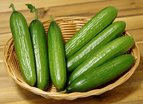 Salatgurke Muncher – Gurke - Knackig, saftig, nicht bitter - 40 Samen