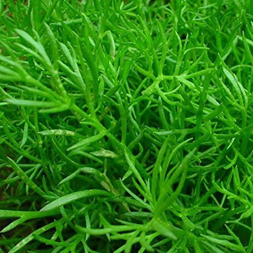 Haloppe 400 Stück Rosmarin-Pflanzensamen für die Bepflanzung des Hausgartens, Rosmarinsamen Rosmarinus Officinalis Kräutersamen DIY Gartendekoration