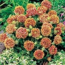 Gaillardia-Pulchella- Sundance - Bicolor-25 Semi