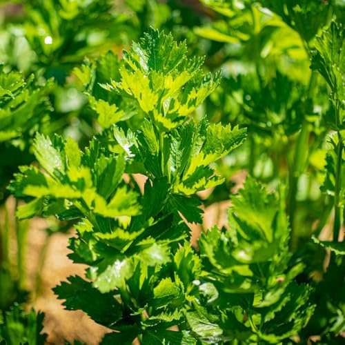 semi di levistico, primaverili biologiche copertura del terreno balcone giardino roccioso 80pcs