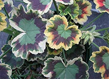 Lila: Chrysanthemensamen mehrjährige blühende rosarote Ringelblumensamen lang voller echter Gänseblümchensamen 200 Partikel/Beutel