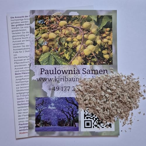 Paulownia Elongata (500 Samen), Kiribaum, Blauglockenbaum, schnellwachsend, winterhart, schattenspendend