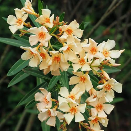 Oleander Samen, Nerium oleander, kübelpflanzen winterhart Oleander Winterhart Samen, winterharte balkonpflanzen balkonpflanzen winterhart pflanzen strauch steingartenpflanzen 10pcs