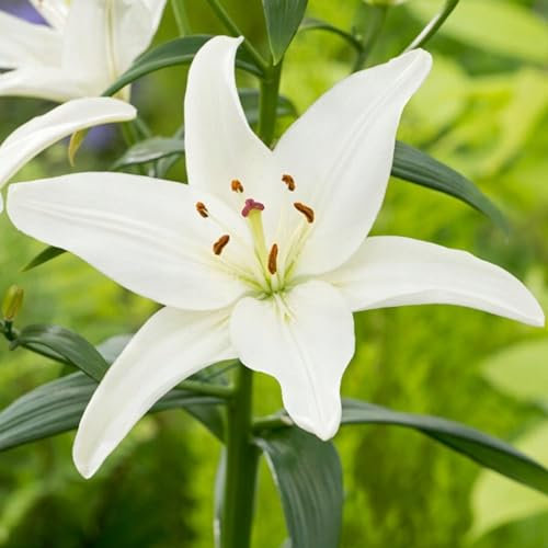 Lilienzwiebeln Asiatische Lilie große Zwiebeln Onion Lilium Knolle Winterhart Frische mehrjährig duftenden Prachtblüten (Iceman)
