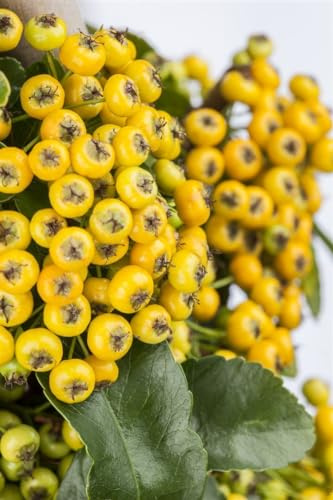 Pyracantha 'Soleil d'Or' 150–175 cm – Winterhart, Immergrün, Pflegeleicht – Feuerdorn – Heckenpflanze für Garten & Sichtschutz