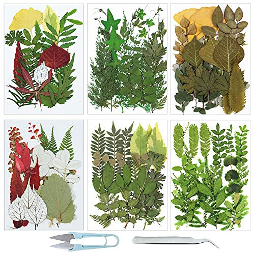 Cayway Getrocknete Gepresste Blätter, Natürliche Getrocknete Blumen, Natürliche Trockene Blätter mit Pinzette, Schere für DIY Harz Schmuck Nail Crafts Art Blumendekoration