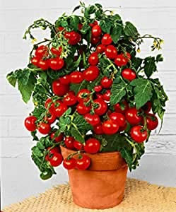 Prademir – Cocktailtomaten Samen/Bonsai-Tomaten Samen “Minibel” – Tomatensamen handverlesen aus Portugal – Tomatensaat mit hoher Keimrate für Fensterbank & Topf (50 Samen)