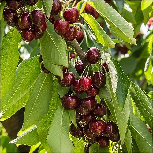 Dwarf Patio Stella Cherry Tree, in a 5L Pot, Miniature & Self-Fertile 3fatpigs®