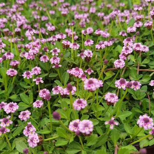 semi di verbena tappeto strisciante Giardino sul balcone, di d'appartamento, verbena tappeto, Giardino 125pcs
