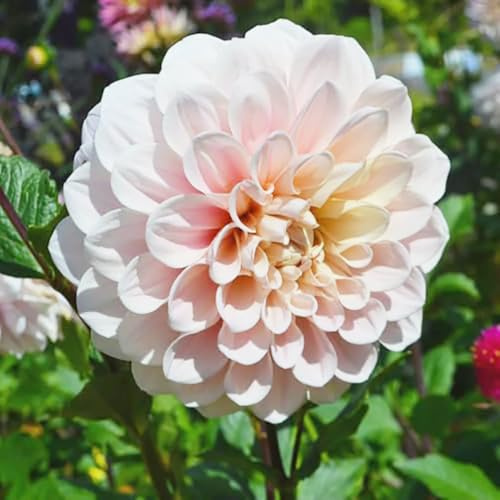 Sweet Miss Nathalie Pink Dahlia - 5 Gallon Size Bare Root Tuber - Beautiful Pink Blooms for Spring Planting 2025 - Large Tuber for Vibrant Garden Displays