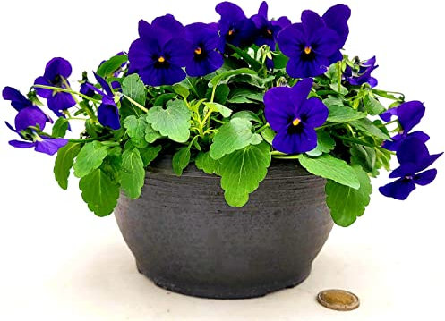 POWERS TO FLOWERS - VIOLE DEL PENSIERO, VIOLA A FIORE PICCOLO BLU IN CIOTOLINA 20CM DIAMETRO, pianta vera