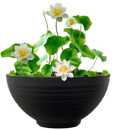 vdvelde.com - Terrassenteich - Weißer Lotus - - Komplettset- 9 Pflanzen- Kunststoffschale Ø 40 x H 20 cm