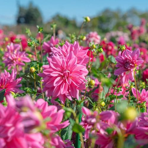 6 pezzi dalia tubercoli resistenti perenni - bulbi esotici bonsai interni, decorazione balcone giardino