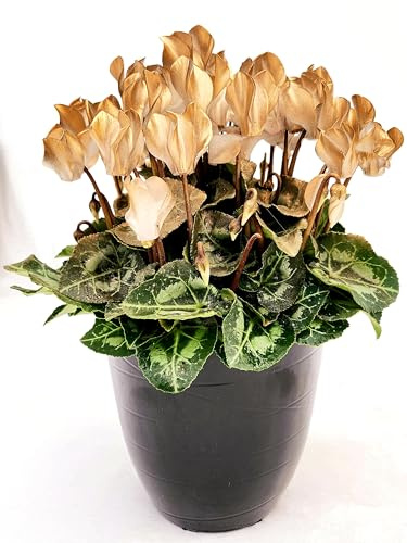 POWERS TO FLOWERS - CICLAMINO COLOR LIFE ORO IN VASO CERAMICA NERO, VASO 13CM DIAMETRO, piante vere