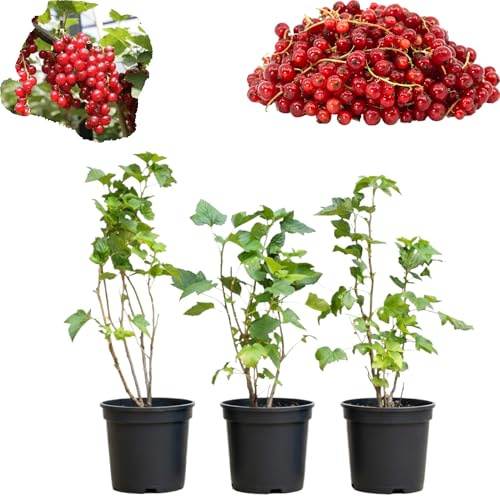 3 Red Currant Plants Live for Planting, 1 Year Bare Root Currant Fruit Berry Bush 6–12 Inch Tall, Cold Hardy Berry Shrub for Outdoor Garden