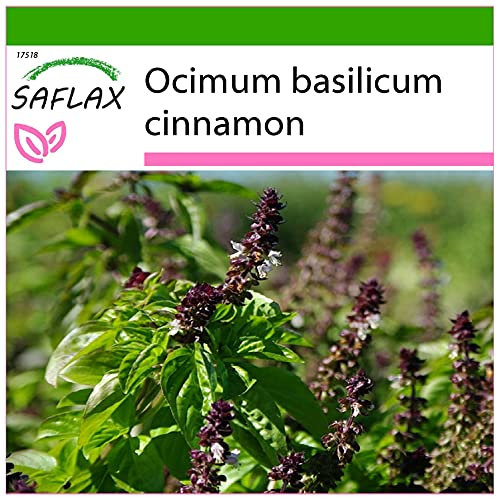SAFLAX - Basilico cannella - 200 semi - Con substrato - Ocimum basilicum cinnamon