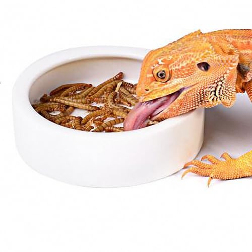 OMEM Worm Dish Mini Reptile Food Bowl Ceramics Made (M)