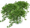 3er Set Brahmi (Bacopa monnieri), Marktfrische Pflanze