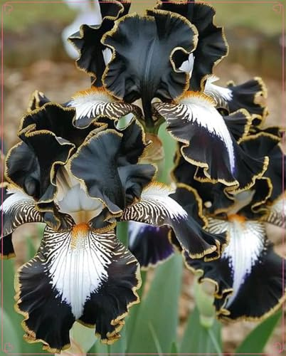 Fácil de cultivar.Otoño o primavera,Excelente para plantar en interiores o exteriores. En maceta.Bulbos de Iris .iris bulbos-5 Bulbos-E