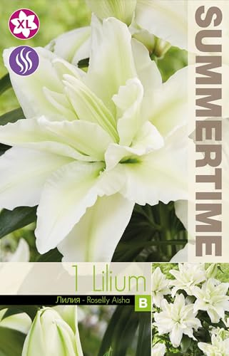 AGRONOM | LIRIOS - ROSELILY AISHA | Bulbos de flores perennes | Flores blancas | Cultivadas en jardines de flores, macetas y céspedes floridos | 1 bulbo