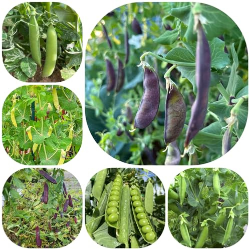 semillas de guisantes orgánicos - exóticas balcón variedades tradicionales 55pcs