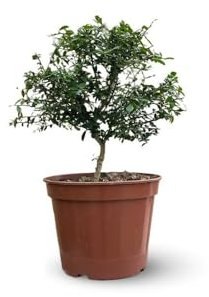 Attitude Jardin - Citron caviar rouge - microcitrus australasica - agrume méditerranéen - arbre fruitier - 50-60 cm - ⌀ 20 cm