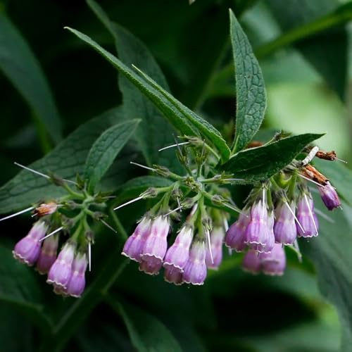 semillas de consuelda orgánicas, exterior de jardín con perenne resistentes 30pcs