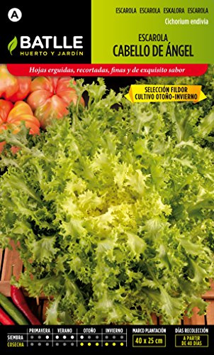 Semillas Batlle Escarola CAB. ANGEL S.FILDOR