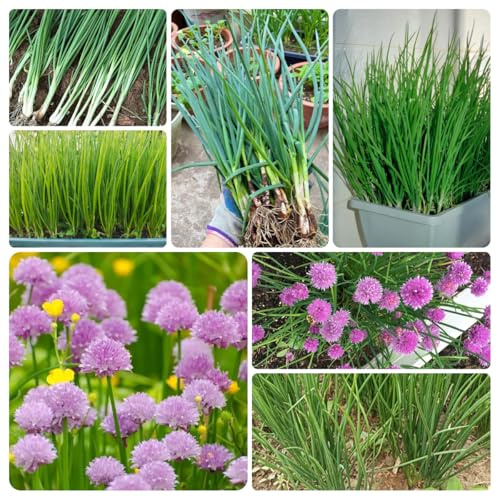 semi di cipollina resistente - esterno balcone giardino aiuola 800pcs