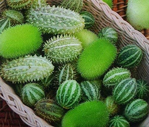 ornementales Concombre Mélange de graines - Cucumis Dipsaceus