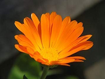 Calendula Officinalis Francese Sparky Souci Mélange - 400 Semi