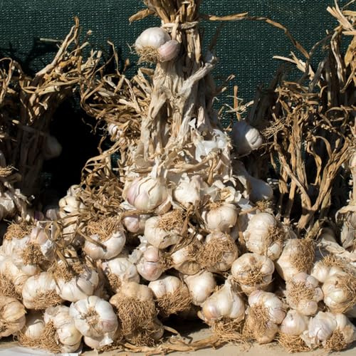 ajo de invierno de oficina semillas variedades tradicionales cocina reverdecimiento tejados ajo invierno en 100pcs