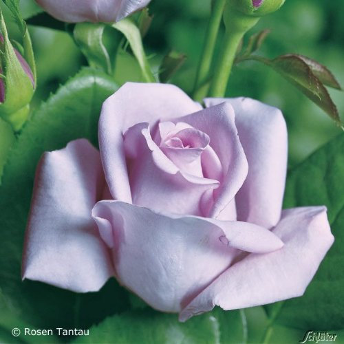 Edelrose Mainzer Fastnacht in silbrig-fliederfarben - Duftrose winterhart - Rosen-Blüte in silbrig-fliederfarben - Rose stark duftend als wurzelnackte Rose in A-Qualität von Garten Schlüter - Pflanzen