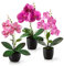 PASCH® Kunstblumen im Topf (35cm) - 3er Set Orchideen künstlich abgestimmtes Arrangement in Hochglanz-Keramiktöpfen, Deko Blumen künstlich, künstliche Orchideen (Rosé-Arrangement)