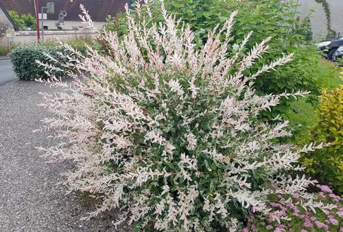 Salix integra 'Hakuro-Nishiki' / Saule crevette/Conteneur de 3 à 4 litres