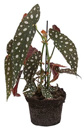 Begonia Natural Maculata Planta con Hojas Punteadas Multicolor