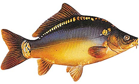 Jenzi Angeln Fisch - Aufkleber ca.15cm, Modell:Karpfen